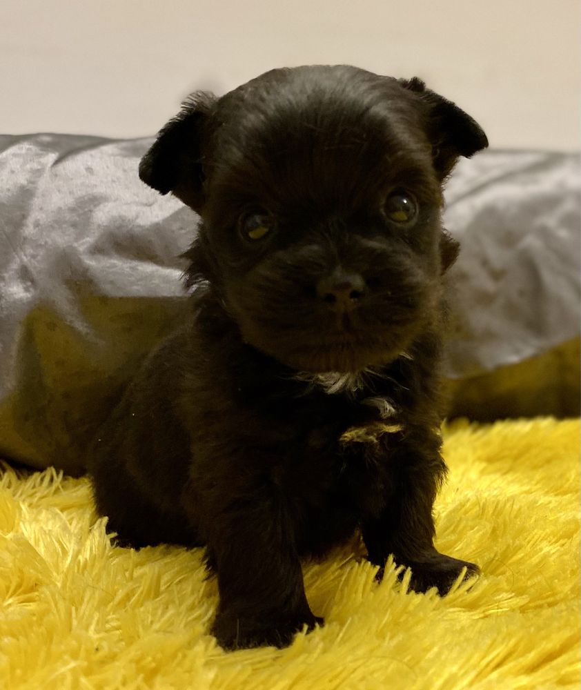 Black Yorkshire Terrier / czarny york