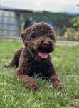 Lagotto Romagnolo FCI - roczny uroczy chłopiec