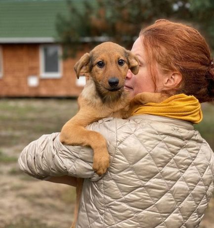 Лисичка собака щенок 3 месяца бесплатно Киев собаки