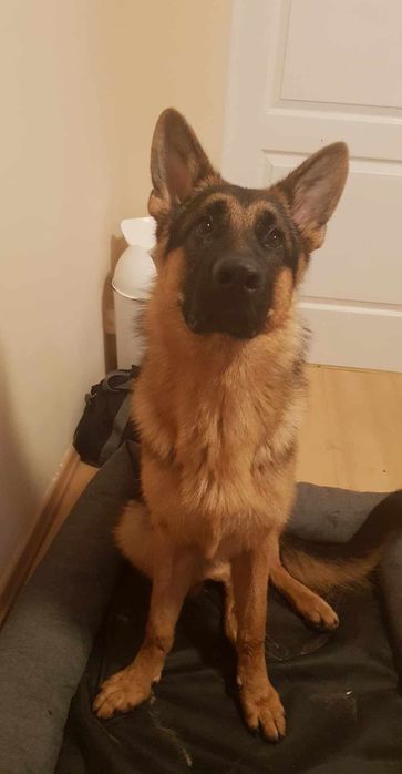 Oddam w dobre ręce PILNE!!