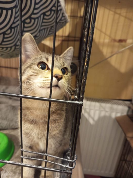 4 miesięczny kocurek szuka domu niewychodzącego