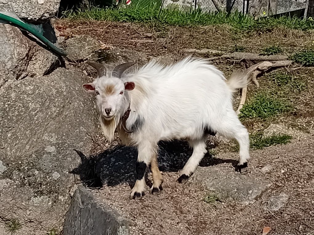 Cabrito    macho