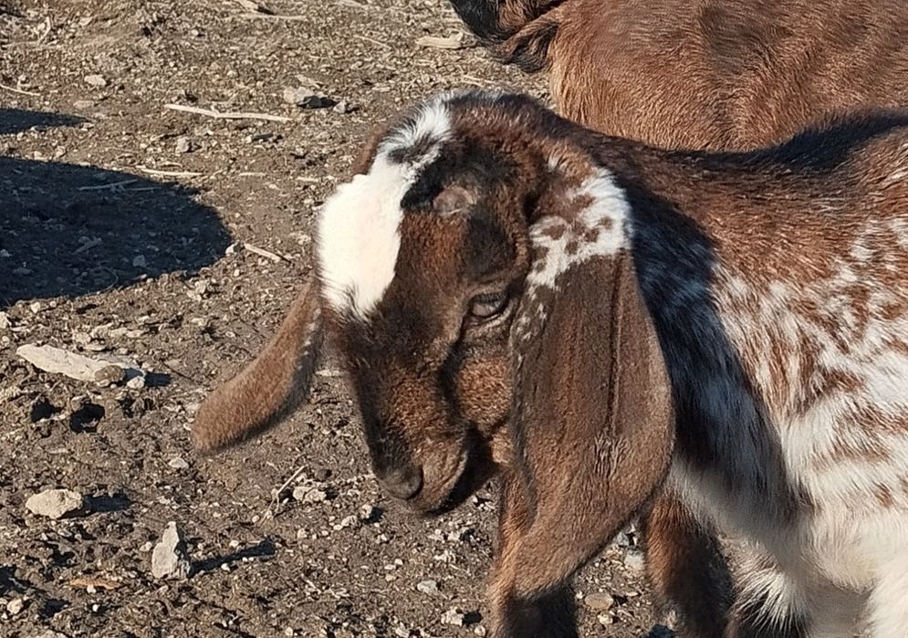 Обезроживание козлят