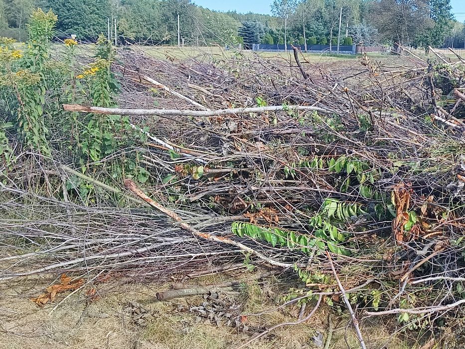 Za darmo gałęzie Rydzów