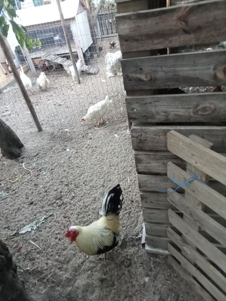 Coquicho Adulto muito bonito