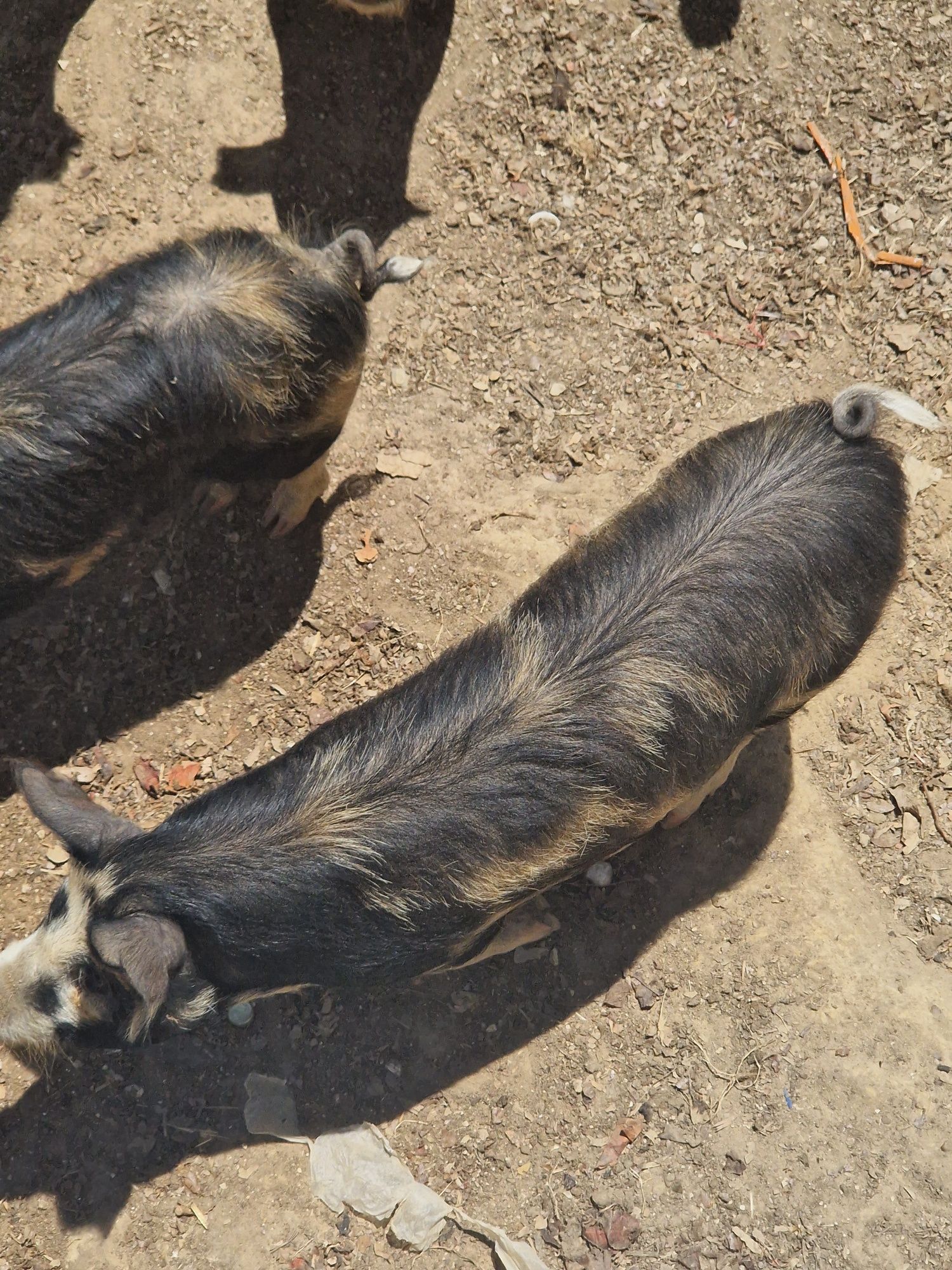Porcos Kunekune, e mini pigs