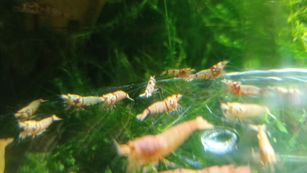 Krewetki poselekcyjne Fancy Tiger