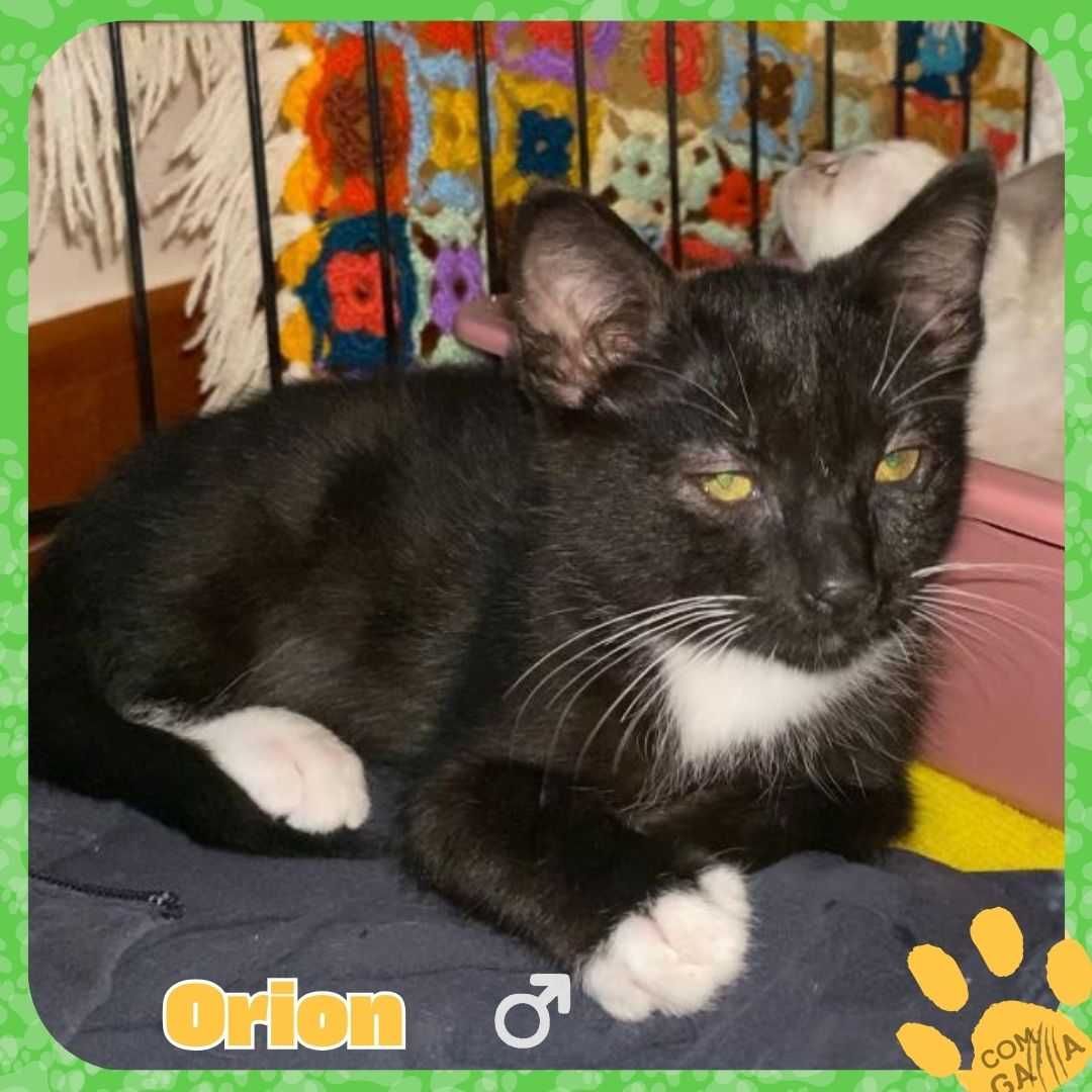 Gatinhos para adoção - Orion e Cassie