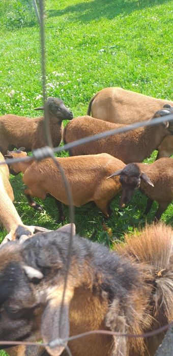 Młode owieczki i baranki rasa Kamerun