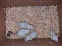 Myszy myszki białe