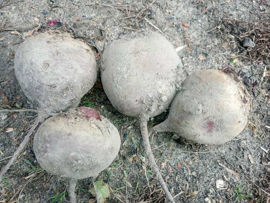 BURACZKI czerwone ćwikłowe