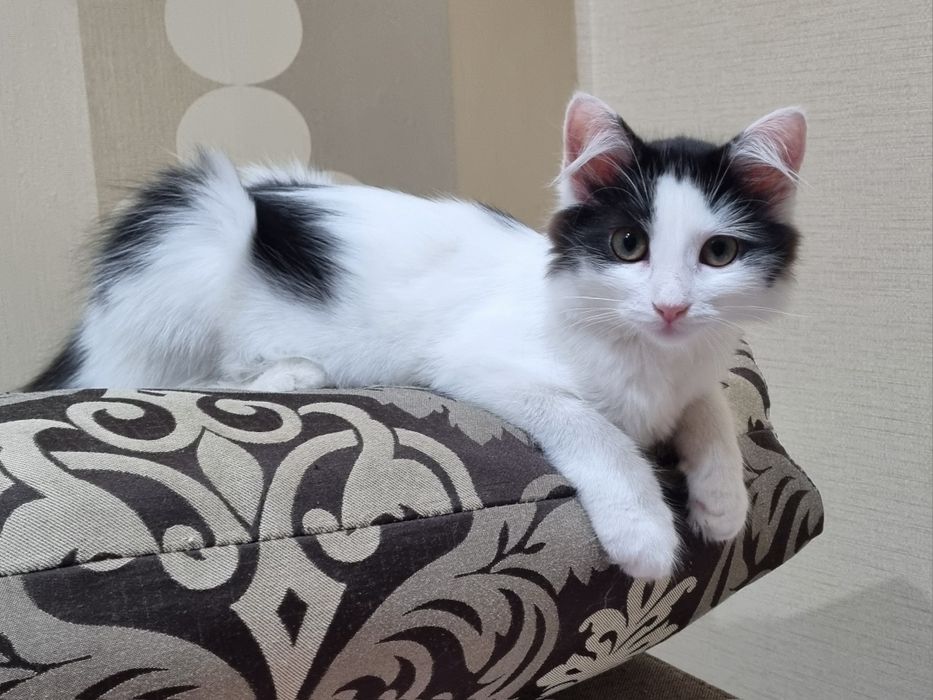 Котенок девоч стерил