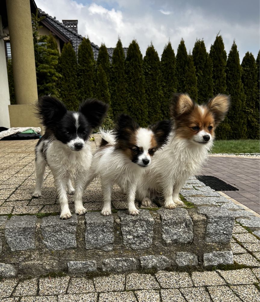 Papillon szczeniak spaniel kontynentalny miniaturowy