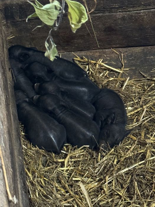 вєтнамські свині