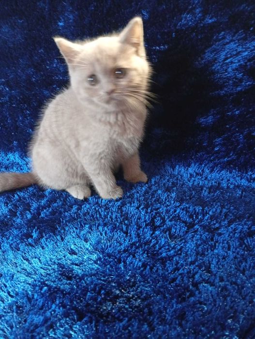 Gatinho Scottish Straight Lilac