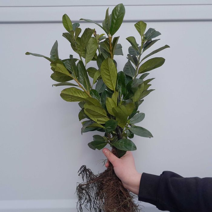 Prunus! Laurowiśnia wschodnia! Novita, Rotundifolia! Sadzimy! 150cm!