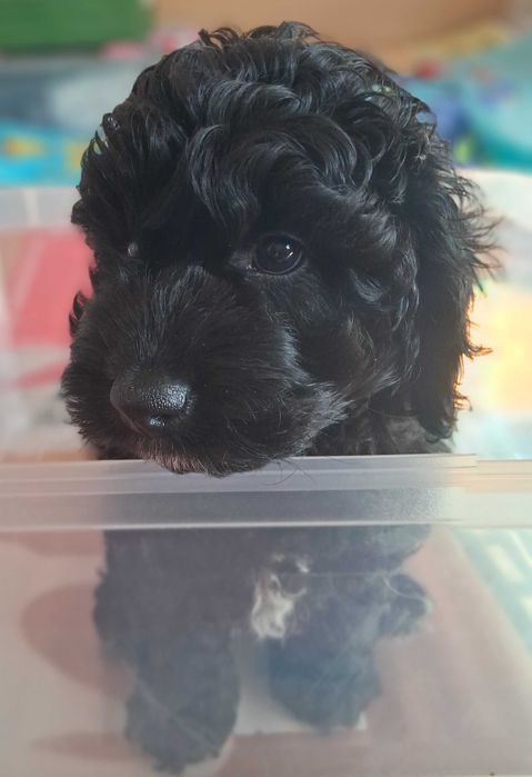 Pudel F1b, piesek, mini, tata pudel biało/ czarny, FCI, badania