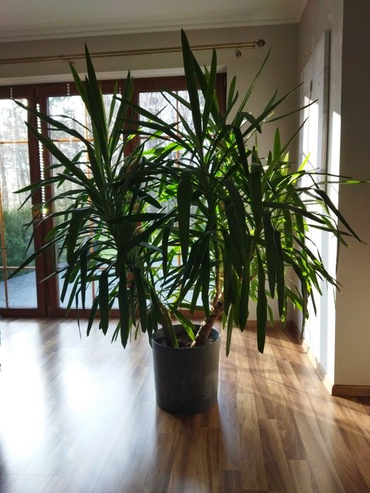 Yuka doniczkowa 2 metry