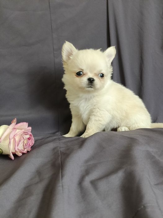 Довгошерстний хлопчик