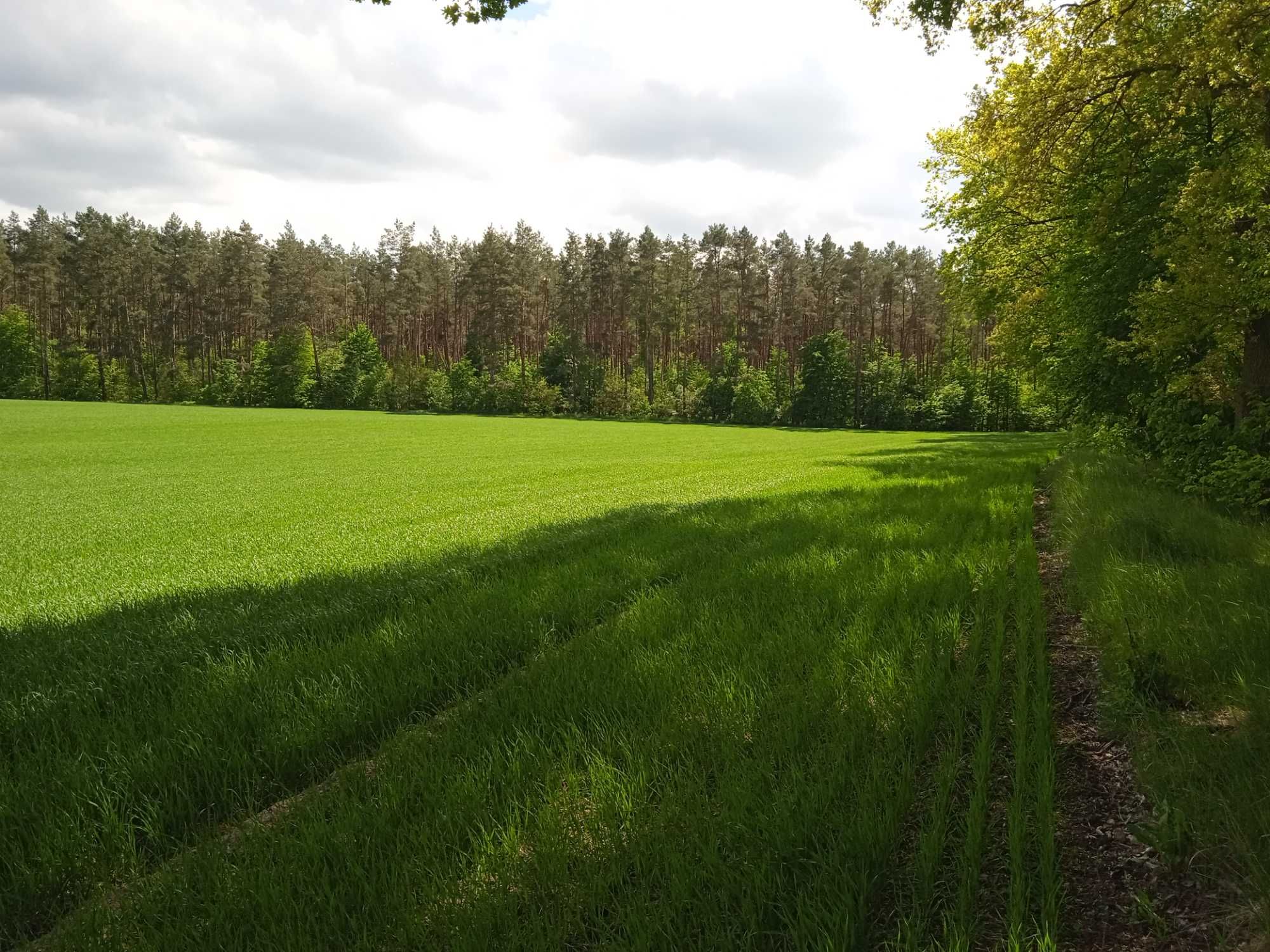 Działka budowlana ok. 15 ar