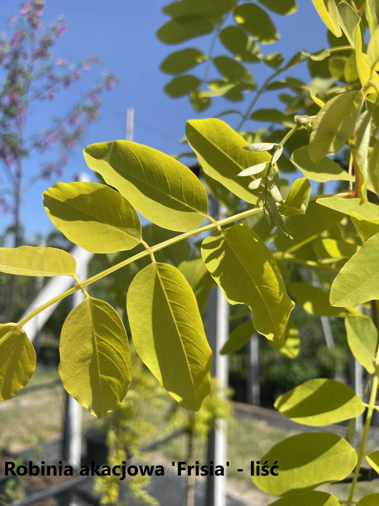 Robinia akacjowa 'Frisia', 'Purple Robe'