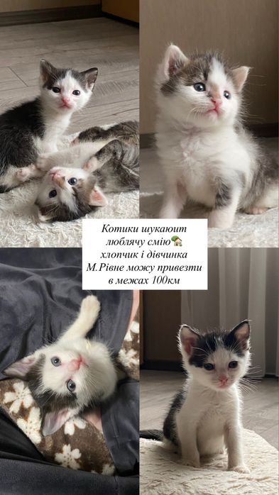 Кошинята шукають діс