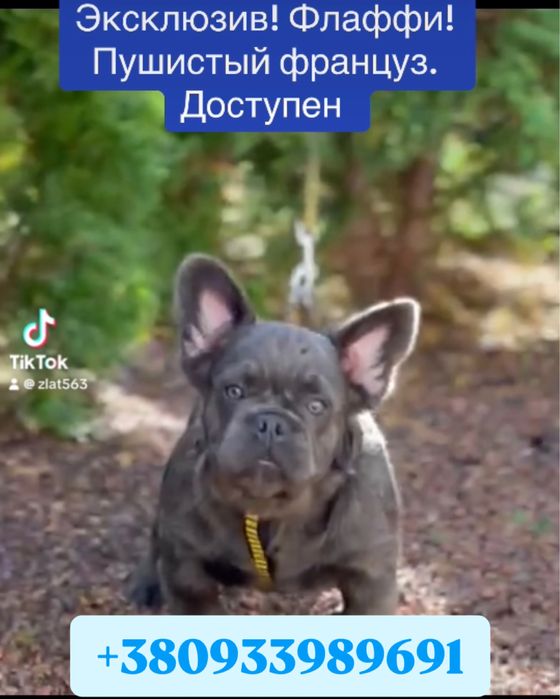 Флаффи пушистый голубой француз 4 мес