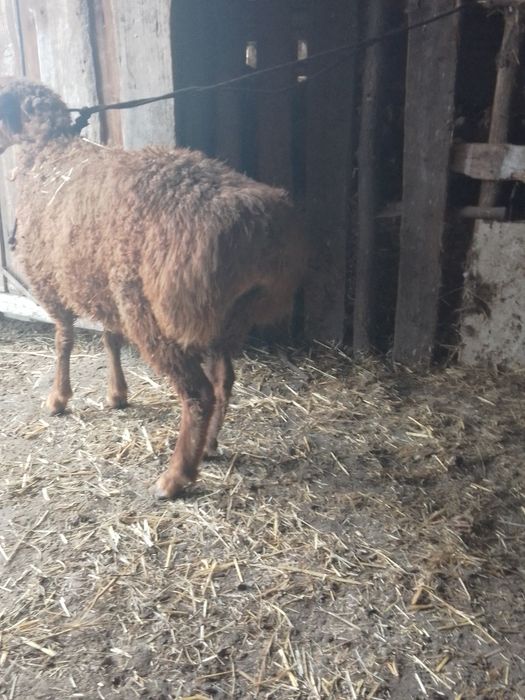 Продаж або обмін.