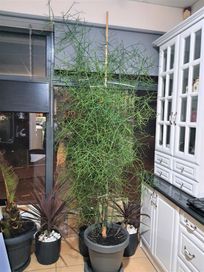 Euphorbia tirucalli -Wilczomlecz palczasty - 15 letni okaz ponad 2,4 m