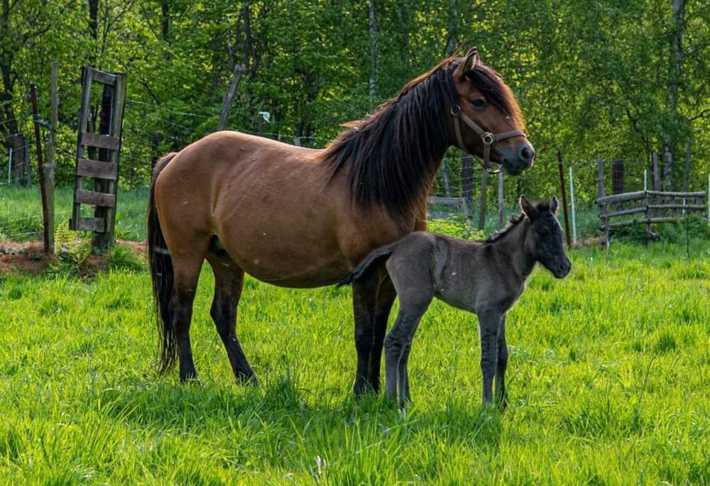 Klacz huculska 9 lat, hucuł, do programu