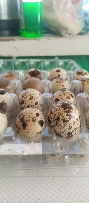 Домашні перепелині яйця та м'ясо