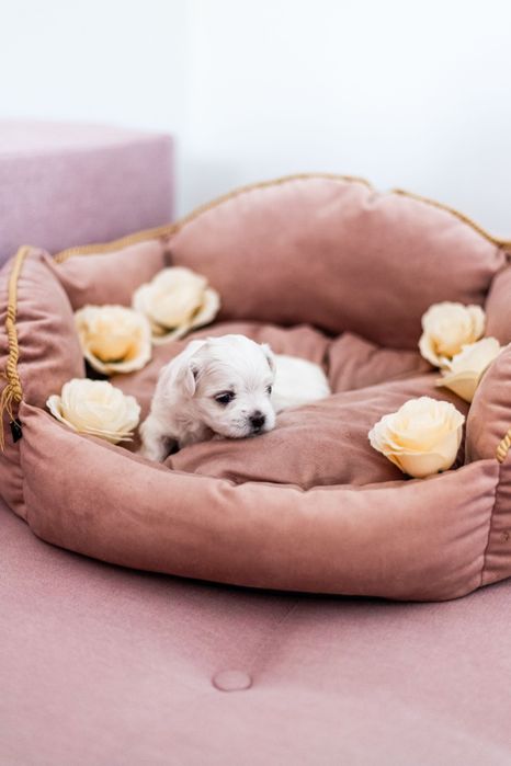 Maltańczyk suczka z rodowodem i chipem - rezerwacja