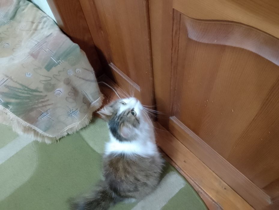 Кошка,котик сибирский,пушистый.