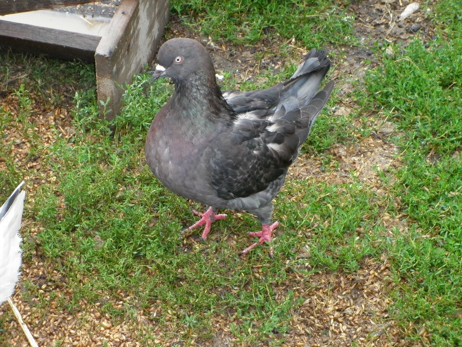 Gołębie King, Kingi