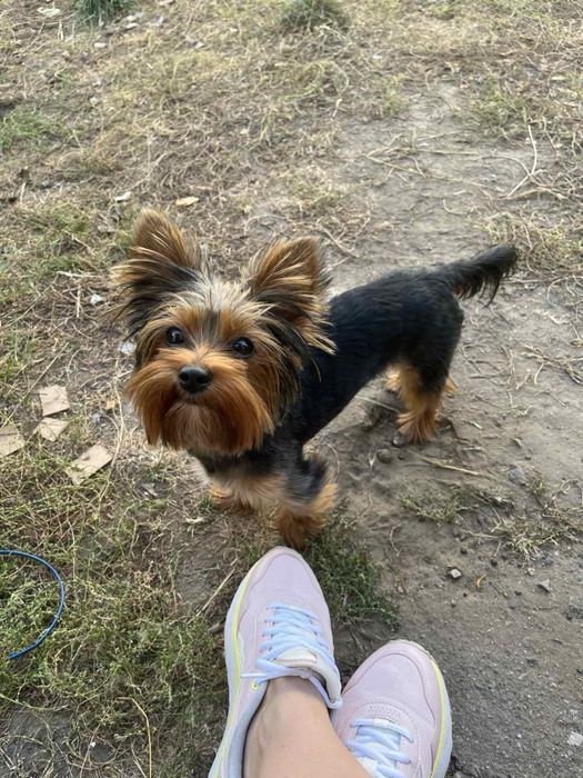 Йорк Вязка Йоркширський терєр