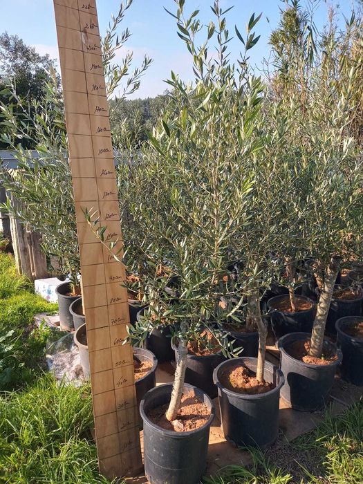 Oliveiras de Jardim 120/150 cm | tronco 2/4anos