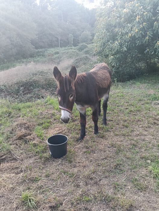 Burro manso Mirandes