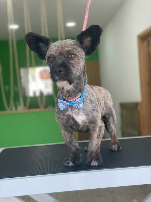 Patinhas- cão para adoção responsável