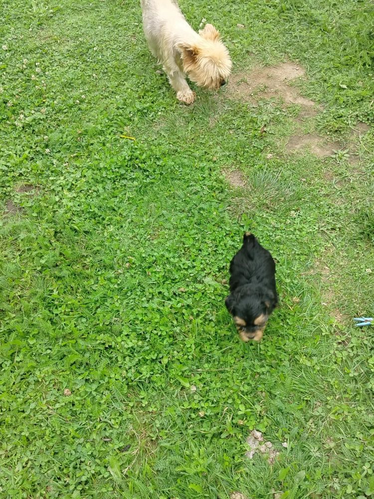 Sprzedam Yorki terriery miniaturki