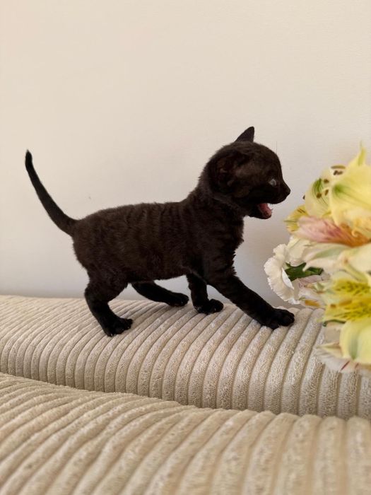 Kot Devon Rex z rodowodem WCF