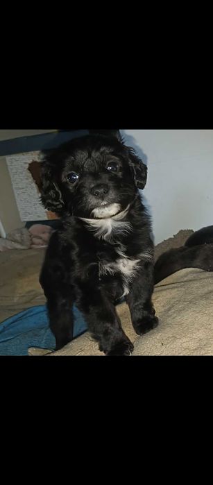 Szczeniaki do oddania