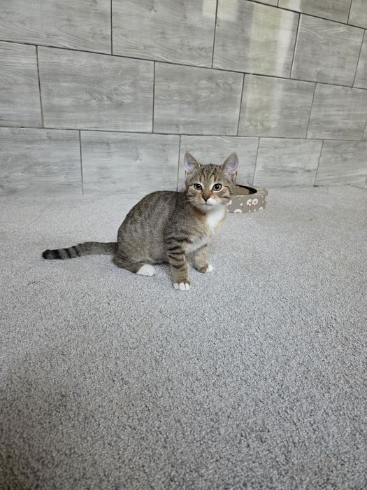 Skoczny kotek Kangurek szuka domu