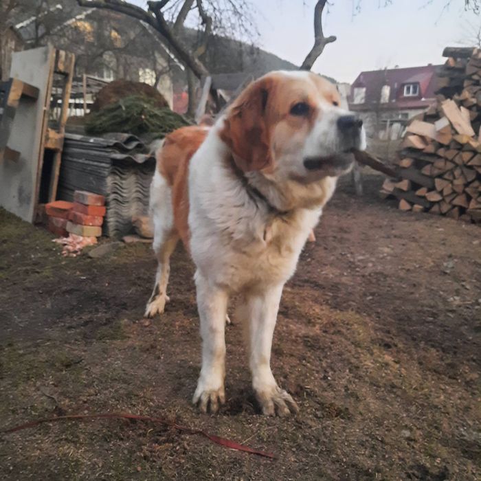 Московська сторожова