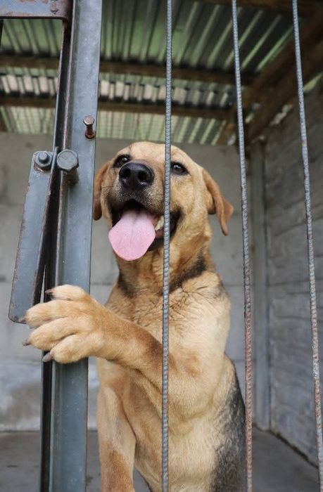 Cudna sunia 1,5 roczna Dejzi do adopcji