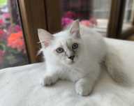 WSPANIAŁY kocurek Ragdoll lillac colourpoint po Supreme Champion
