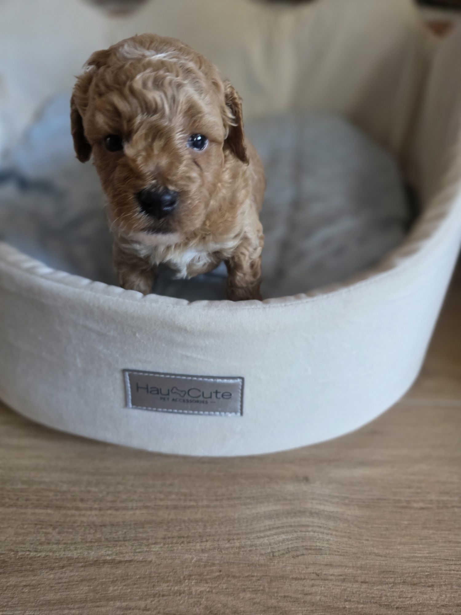 Maltipoo do   rezerwacji!!