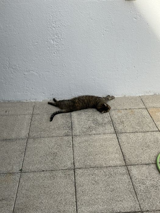 Gata para adoção responsável