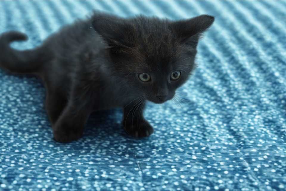 Kocur Nr 452/25 SZCZYPIOREK Schronisko Chorzów PsiKot