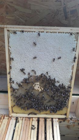 Odkłady pszczele na ramce warszawskiej poszerzanej