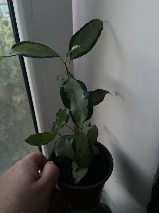 Продам фікус дельтовідний